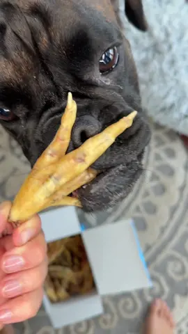 #boxerdog #kinglou #chickenfeet 