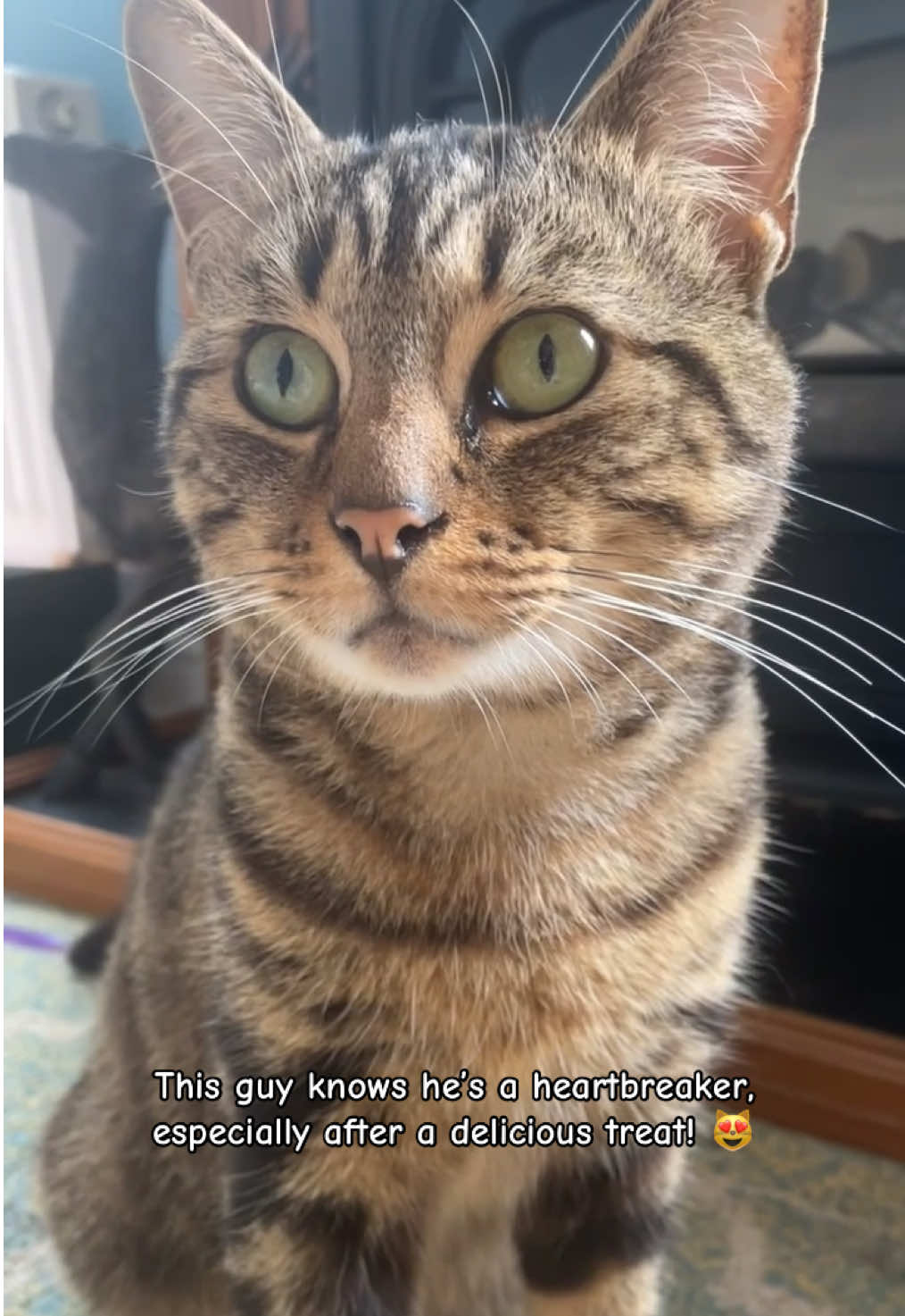 Just look at this handsome boy! Gizmo knows he’s the king of the house 😻 #cats #catlife #boycat #beautifulcat #gizmo #cat #indoorcat 