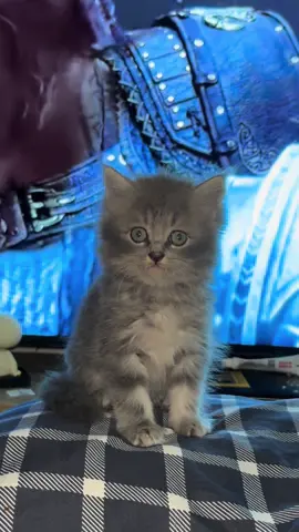 Ngomel mulu si cing 🤣🤣 #cat #catlovers #catloversbali #cats #kucinglucu 