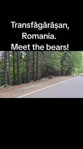 #transfagarasan #highroad #romania #bears #road #meetbear 