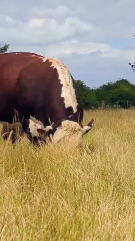 #hereford 