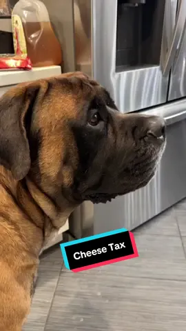 Bowser gets what Bowser wants. #spoiled #cheesetax #PetsOfTikTok #doggo #fyp #dogsoftiktok #mastiffs #grandmasoftiktok #funny #bowserandbenny #bigdogs #bowsersworld #spoileddog #grandma #sunday 