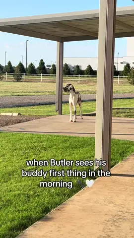 their tails 🥰🥰🥰 no fence fighting here! #fy #fyp #besties #dogs #dogsoftiktok #greatdane #sweet #friends 