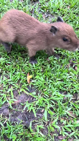 Lo más tierno que verás hoy🥹🥰 #chiguire #capibaya 