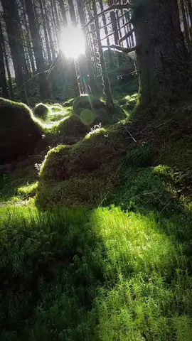 Dusk twists reality with it’s shadows #dusk #shadow #forest #dark #beauty #nature #sundown 