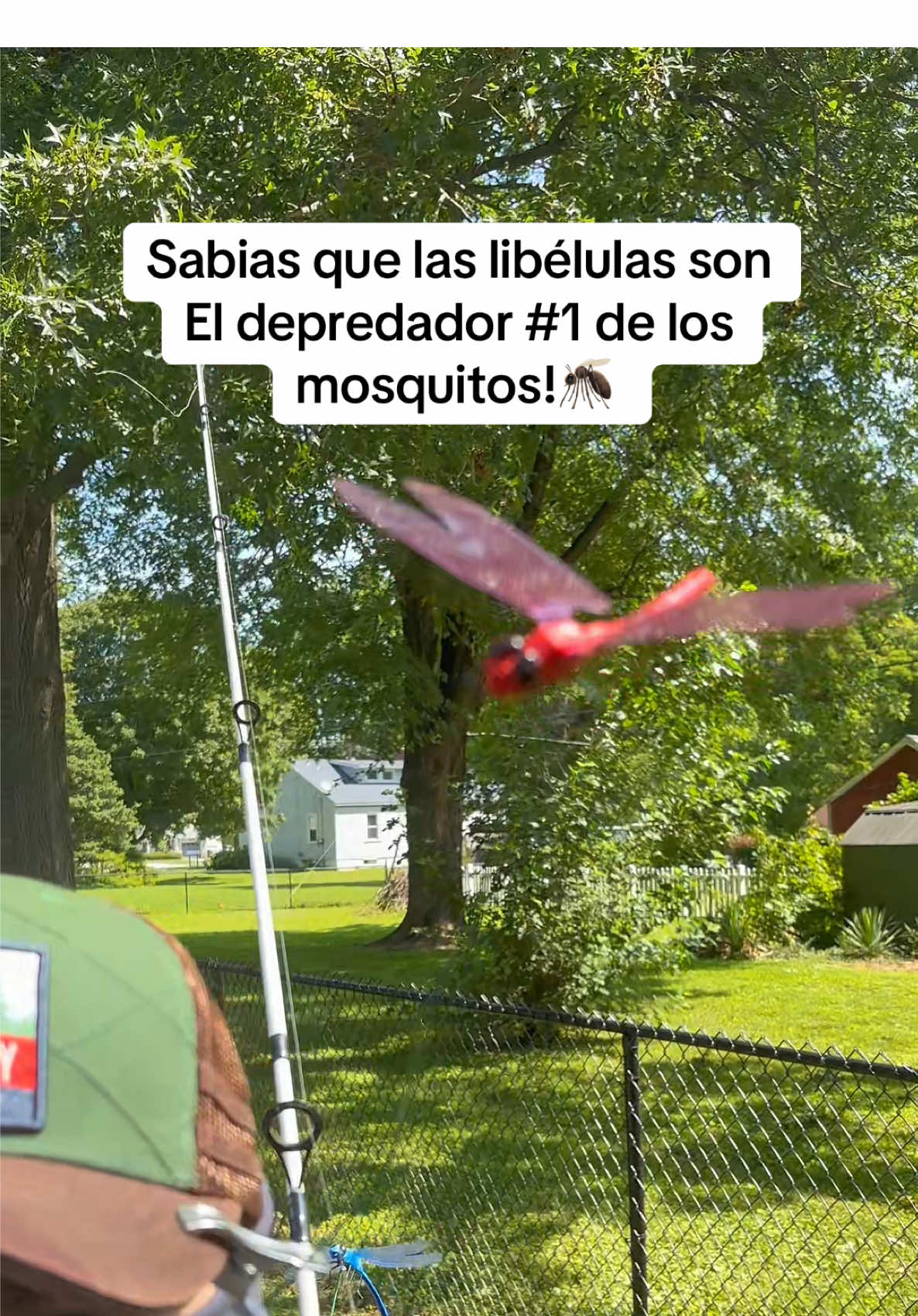 las libélulas son depredadores efectivos de los mosquitos#dragonflies#fishing #camping #survivalskills #mosquito #Hiking #outside 
