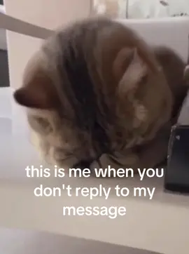 Tag them 😔 #cat #relatable #ilysm #lovecore #Relationship