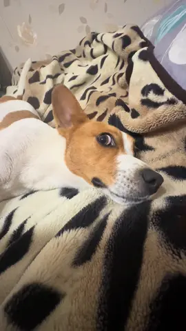 Знову вони мене помили… Але я знаю, що робити. Килим, диван, плед #jackrussell #джекрасселтерьер #собака #ukraine #bathtime #bathtimeroutine #wetdog #afterbath #fannydog 