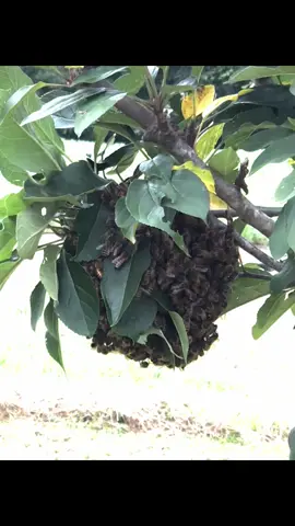 🍯 Where’s my bee🐝 people? Need your help. #beehive #🐝 #🍯 #fyp #newtome #