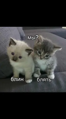 @?¿  #рекомендации #реки #мат #маты #друг #recomendation #fyp #fyppoppppppppppppppppppppppp #fyppp #teamworks #foru #foryou #forupage 