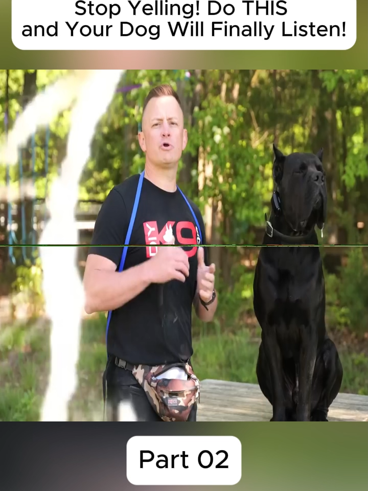 #dog #DogTraining #DIY #trainer #training #gsd