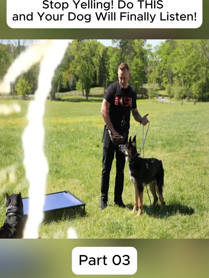 #dog #DogTraining #DIY #trainer #training #gsd