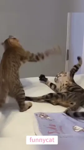so funny!!!#cats #cutecats #foryou #funnytiktok #funnyvideos #usa #funnyanimals #fypシ #cute #funnycat #catlover #funnypets #viral #funny