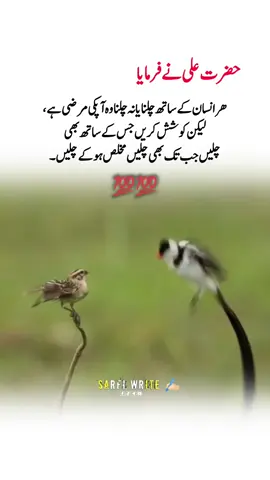 حضرت علی نے فرمایا ☝🏻💯💫#fyp #foryou #foryoupage #heartbroken0003 #fypシ゚ 