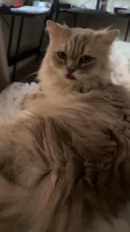 Such a pretty baby 🥰 he loves pets (most of the time lol)