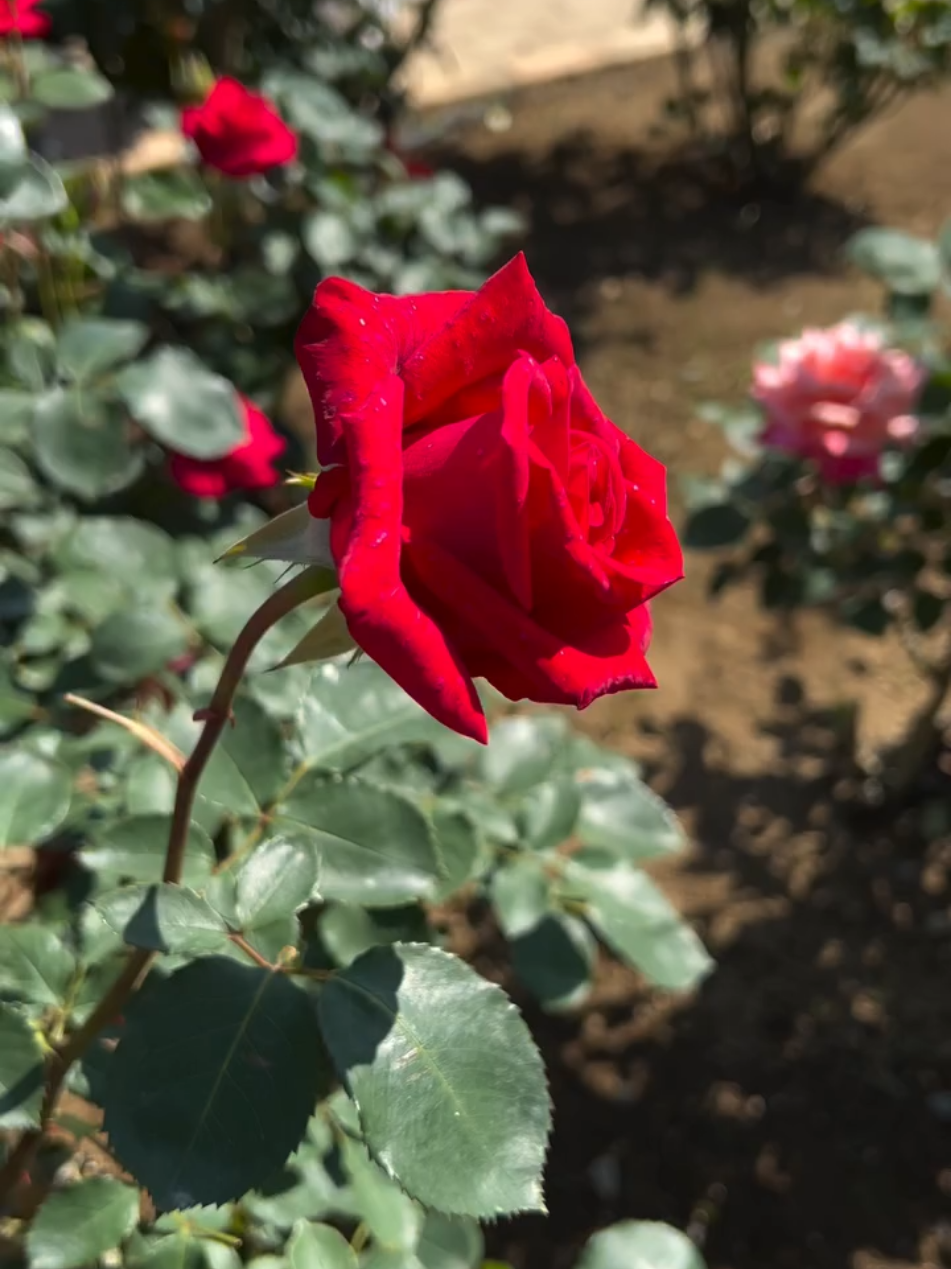 🌹🌹🌹🌹🌹