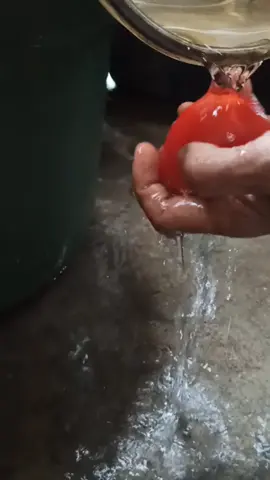Menumbuk Kulit Tomat dan Meraciknya menjadi Minyak Rambut di Dapur Desa yang Tenang 🥣🥃