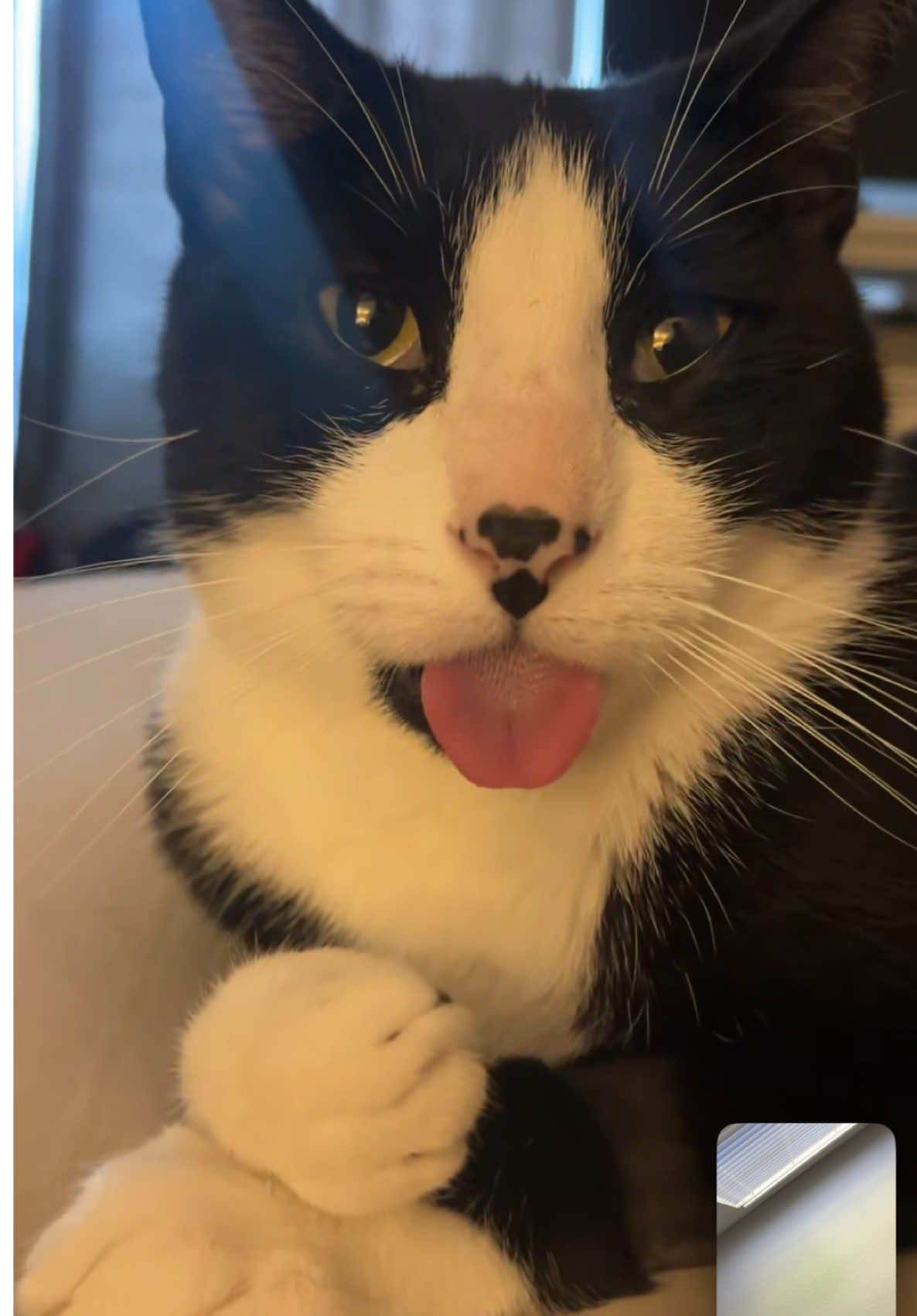 Oreos home from the vet and he is just living his life 😹 #Oreo #cat #catsoftiktok #catlover #cats #catmom #pinkcardigan #tongue 