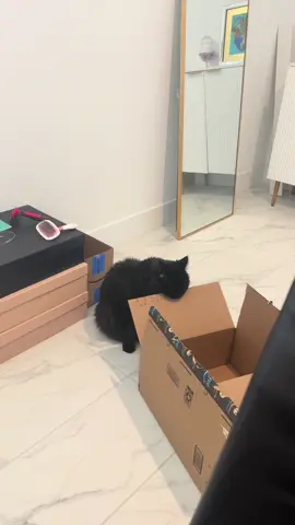 vampire crunch asmr #blackcat 