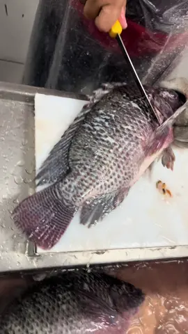 #peixe #tilapia #frigorifico #psicultura #fyppppppppppppppppppppppp 