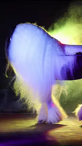 DIAMANTE #rancho5estrellas✨️✨️✨️✨️ #caballosmodelos #carolinadelnorte🇺🇲 #gypsyvannerhorse 