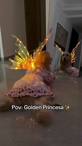 Linda ❤️❤️ #goldenretriever #golden #goldenretrieverlife #goldenretrievers #dogs #fy #fyp #goldenretrieversoftiktok #dog 