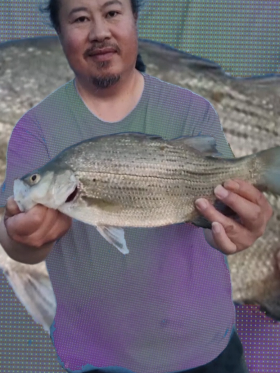 #tarcorcon #fish #flashwarning 