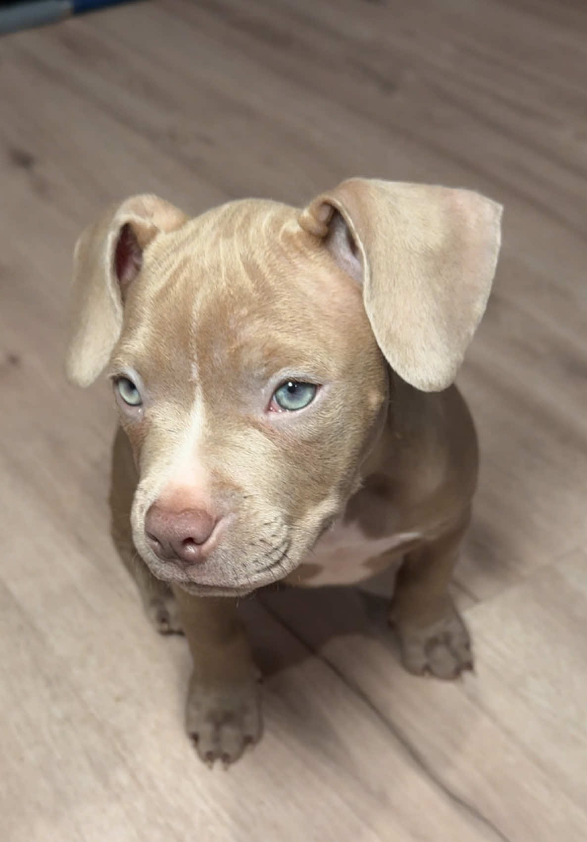 Eis Storm 🧊❄️  #puppytiktok #cutepuppy #cute #puppiesoftiktok #puppylife #pitbull #foryou 