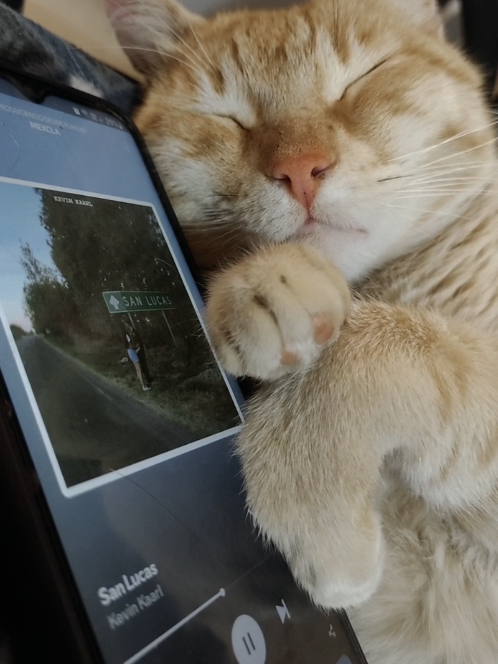 Kevin Kaarl - San Lucas 🍊🐈 #gatos #fye #kevinkaarl #paradedicar #musica #michi #cat #gatonaranja 