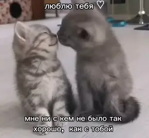 @★Ruxi★ 🤍  #отмечай  #люблю #тебя #любимый  #котики #щппролюбовь #щп 