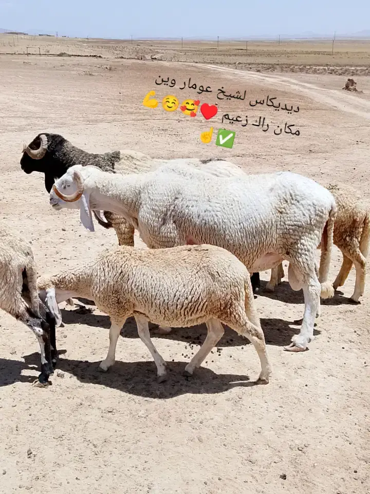 تحياااااااا الموال 🥰♥☺️💪💪💪