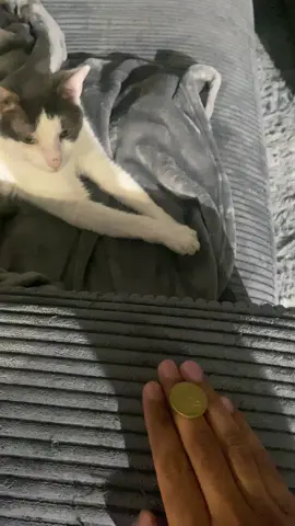 Day 2 of trying to Flip Coin 🤣 Follow for Day 3 #🐱 #cat #catsoftiktok #cats #catlover #cattok #catslovers #catsvideo #meow #meowlovers #catsdoingthings #catfunny #catstagram #catvideos #catsofinstagram 