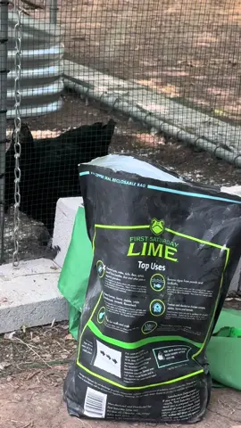 My chickens love their clean pen! @First Saturday Lime #fyp #firstsaturdaylime #chickens #backyardchickens 
