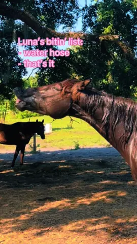 Wanted it on her face until it was on her face 😛 #horses #horsesoftiktok #equestrian #bitinlist #tylerchilders #trend #fyp  