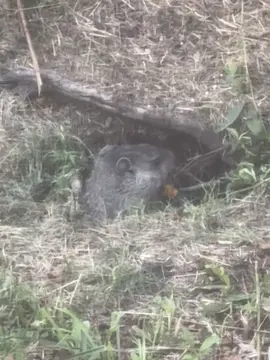 My backyard beaver. Meet Justin y’all!!!!