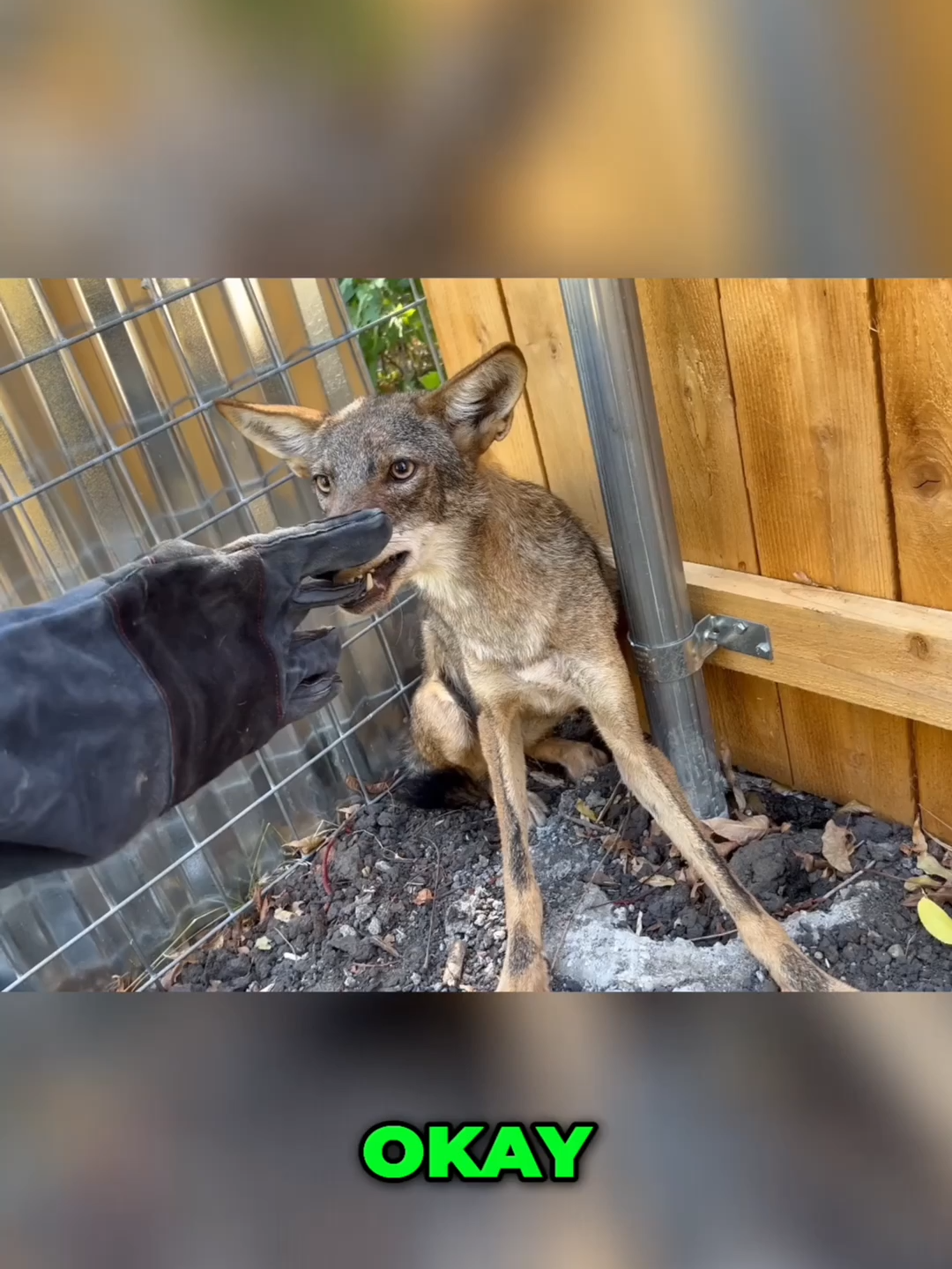 Wild Rapid Coyote caught in my backyard!#CoyoteRescue #WildlifeCare #AnimalRescue #coyote #Wildlife #Animal #Nature #fyp #animals #nature #cute #viral #kitten #clips #dog #animal #puppy #wildlifeeducation #urbanrescueranch #rescue