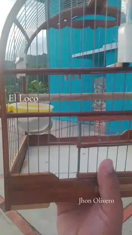 #canarios #fyp #aves #pajareros #Viral #paratiiiiiiiiiiiiiiiiiiiiiiiiiiiiiii 