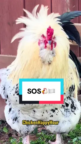 Frankie waving his white feathers🐔🏳️ #sos #chickens #sleepdeprived #rooster #chickenhappyhour  