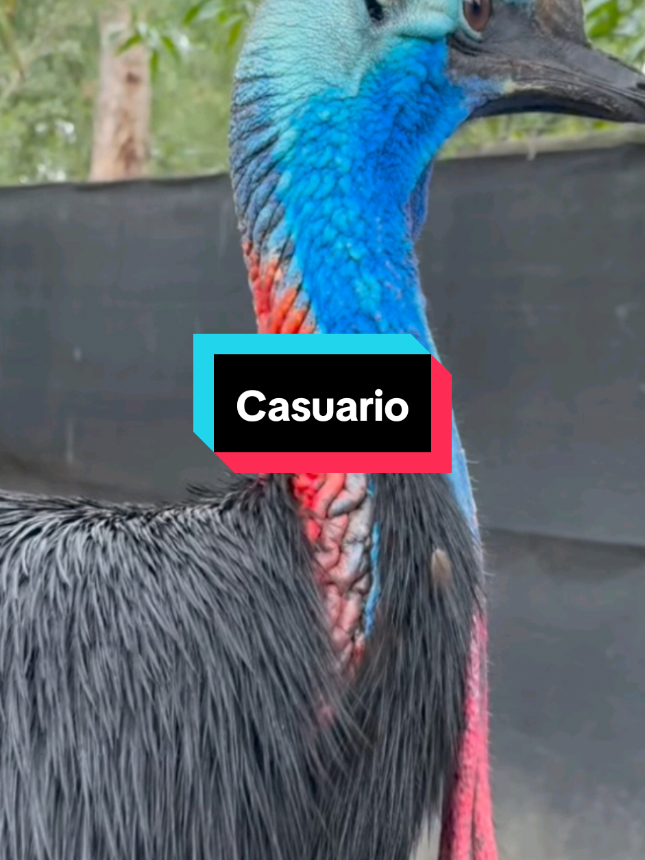 El #casuario puede comer fruta sin masticarla porque en su aparato digestivo se encuentra en buche y la molleja que le ayudan durante la digestión para almacenar y triturar los alimentos #steam #cienciaentiktok #AprendeEnTikTok #biologia #aves #dinosaurios 