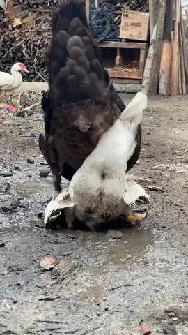 Bebek entok kawin #bebek #animalia #entok 