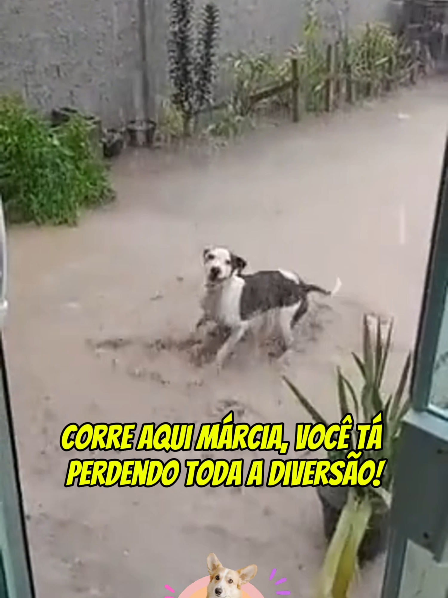 Meu cachorro ama chuva! #dogfunnyvideo #dogvideos #funnydogvideos #dogsoftiktok #funnyanimals #funnyvideos😂 #hilariouspetstiktoktv #cachorrosdotiktok #cachorrosengraçados #risada #funnytiktok #amocachorros❤️🐕 #naoflopa