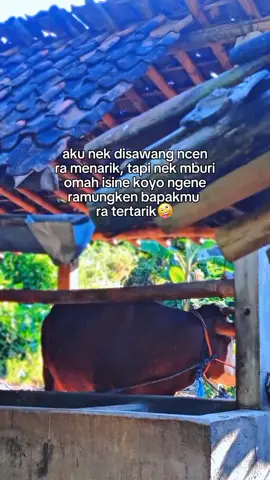 nek ra tertarik bapakmu brati goblok🤣 #juragansapi33 #juragansapi #juraganmuda #juraganmilenial #peternakmuda #peternakgank #peternakmilenial #blantiksapi #peternaksapiindonesia#bossapi #bismillahfyp #fyp #fypviralシ  #xcyzba #fouryou #epyepe #4u #wonogiri24jam #fypselalu