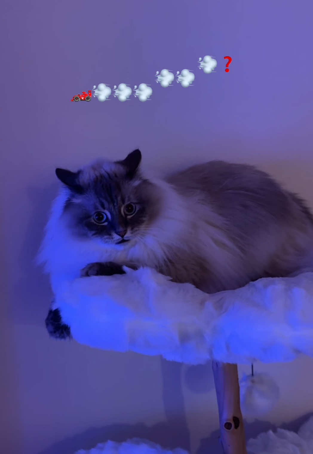 I, too, yell at walls when I’m embarrassed #fyp #viral #siberiancat #cat #foryou #zoomies 