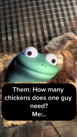 #Meme #MemeCut #remodelmedia #respectthewhisk #chicks #chickencoop #babyanimals #lizard 