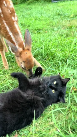 best of friends, river + sunny #animalfriends #viralanimals #cutepets #unlikelyfriends #fawn 