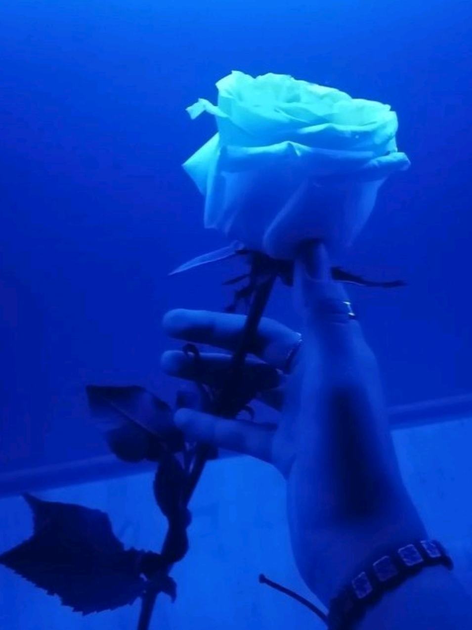 Birds Of A Feather 🎧  #billieeilish #musicvideo #lyricsvideo #tradução #lyrics_songs #aesthetic 