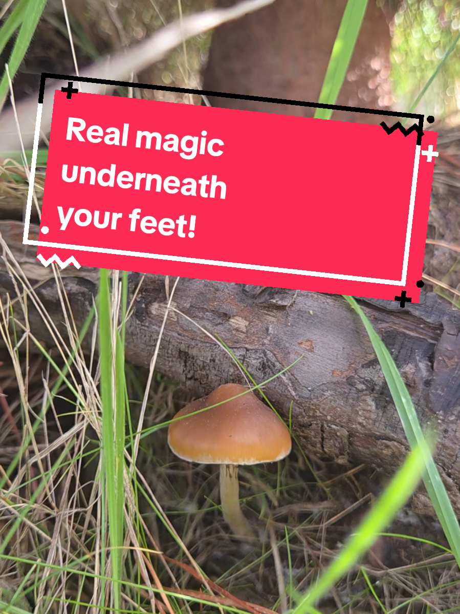 Psilocybe Subaeruginosa. August 2 2025. Nothing in the forest goes unnoticed. When psil0cybe mushrooms appear, it’s not just humans who find them. Slugs burrow in. Beetles crawl through gills. Ants strip spores from the underside like they know what they’re worth. Even birds and wallabies have been spotted taking small bites — not often, but enough to wonder what they feel when they do. Old caps collapse inward. Stems bruise, curl, fade. But in that state — cracked, split, half-eaten — they’re still doing their job. Dropping spores. Feeding larvae. Returning everything they took. No part of them is wasted. They emerge with purpose, and they disappear the same way. Sometimes they grow in perfect lines across logs. Other times in chaotic clusters where you’d least expect — next to a fencepost, in a walking trail, under moss someone just stepped on. The forest doesn’t treat them as rare. It treats them as necessary. They don’t ask to be noticed. But if you do notice them — really notice — you might feel like something’s noticing you back. #australianfungi #forestfloorfinds #animalbehaviour #mycel1umnetwork #wildmushr00ms #macrofungi #psil0cybe 