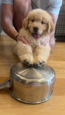 Drummer boy 🥁❤️ #goldenretriever #goldenretrieverlife #goldensoftiktok #puppy #goldenretrieverpuppy #newyork #puppytraining #dog #fyp #funny #dogtok #trending #foryoupage #drums #dance #band 