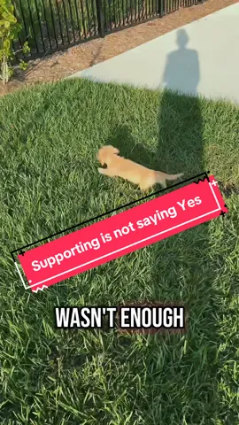 Supporting and saying yes are two Different things #thesavvimom #Barley #Basil #frenchie #minidachshund 