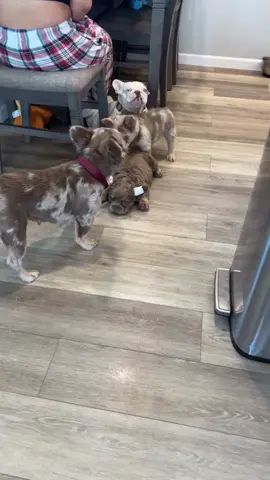 Fluffy puppies available…
